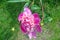 A Peony Flower in Bloom