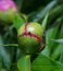 Peony flower in bud with ants