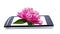 Peony flower on display smartphone. Collage