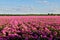 The peony flower fields scenic