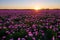 The peony flower fields sunset