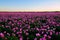 The peony flower fields sunset scenic