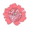 Peony flower hand drawn pink sketch. Flower thin black outline design element stock