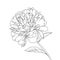 Peony flower head petals stem leaves isolated single object element. Detailed outline sketch drawing.