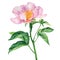 Peony flower isolated on white background, watercolor drawing, pink color