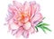 Peony flower isolated on white background, watercolor drawing, pink color