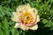 Peony, flower, nature, yellow, multicolored, apricot, garden