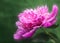 Peony flower over abstract green backgrounds.