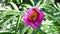 Peony flower paeonia and bee in wild nature - macro