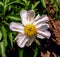 Peony Flower Paeony Blossom