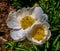 Peony Flower Paeony Blossom