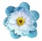 Peony flower turquoise on a white isolated background with clipping path. Nature. Closeup no shadows. Garden