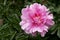 Peony flower in water