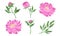 Peony Flowering Plant with Leaves and Showy Petals Vector Set