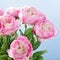 Peony flowers