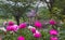 Peony Flowers Blooming Meadowlark Park Virginia