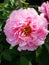 Peony flowers blossoming in a sunny spring day