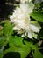 Peony flowers blossoming in a sunny spring day