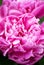 Peony flowers close-up, soft focus. Fragrant rose petals. Delicate floral background..