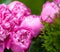 Peony flowers close-up, soft focus. Fragrant rose petals. Delicate floral background. Romantic banner, delicate pink peony flowers