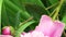 Peony flowers with drop of water after rain. Macro. A narrow zone of sharpness.