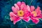 Peony flowers, outdoor, close up