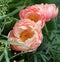 Peony flowers, Peonies in nature, garden. Orange, salmon color -