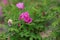 The peony in full bloom is very gorgeous