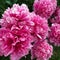 Peony grows on a flower bed