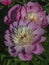 Peony herbaceous varieties Boyle of beauty close-up on green vegetable background