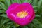 Peony `Honor` paeonia