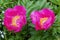 Peony `Honor` paeonia