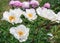 Peony  Le Jour - magnificent flowers that look like a white saucer, consisting of lower petals, bent at right angles