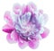 Peony light purple   flower isolated on a white background. Close-up. For design.