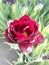 Peony-like burgundy tulip on a background of green leaves in the sun