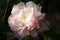 Peony Mrs. Franklin D. Roosevelt.  Double pink peony flower. Paeonia lactiflora Chinese peony or common garden peony.