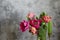 Peony multicolored tulips on a concrete background.