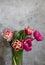 Peony multicolored tulips on a concrete background.