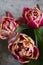 Peony multicolored tulips on a concrete background.