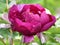 The peony, the national color, the king of the flowers,