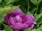 The peony, the national color, the king of the flowers,