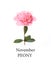 Peony, November birth flower. Birth month pink peony flower photo. Birthday flower clipart