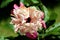 Peony or Paeony herbaceous perennial flowering plant with single fully open blooming densely layered white and light pink flower