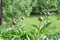 Peony or paeony Paeonia flower buds among green leaves