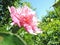 Peony or paeony, Paeonia pink after rain in the sun. One peony flower in the flowerbed.