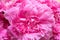 The peony or paeony pink flowers petals. Paeonia \\\