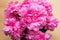 The peony or paeony pink flowers in the vase top view. Paeonia \\\