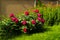 Peony plant in blooming stage with Maltese cross flowers and fence on background