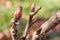 Peony plant buds in autumn