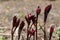 peony plant, the leaves unfurling and are fiery red